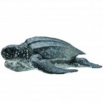 Collecta ������� �������� �������� � 88680b � 3 ���