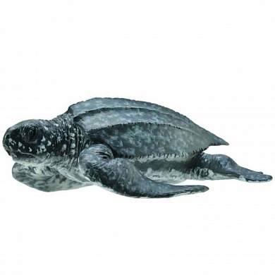 Collecta ������� �������� �������� � 88680b � 3 ���