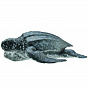 Collecta ������� �������� �������� � 88680b � 3 ���