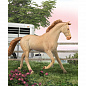 Collecta ������� ������ ������������ - ������� ������ XL 88985b � 3 ���