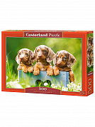 Castorland ����� ����������� ����� 500 ������� 3605/B-53605 � 9 ���