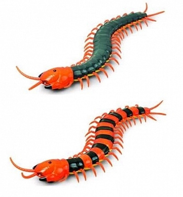 ����������� Scolopendra �������� ����� �� �/� 9901 � 4 ���
