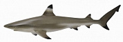 Collecta Рифовая акула М 88726b с 3 лет