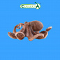 Collecta ������� �������� XL 88485b � 3 ���