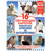 Умка Карточки в папке Животные Арктики и Антарктида 16 карт 251383 с 3 лет